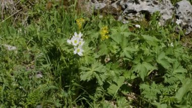 Kuzey Kafkasya. Lago-Naki Platosu. Çiçek açan Anemonastrum fasciculatum.