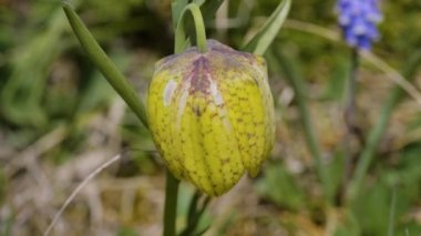 Kuzey Kafkasya. Lago-Naki Platosu. Çiçek açan Fritillaria ophioglossifolia.