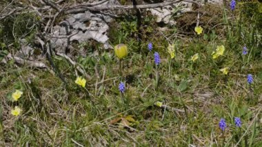Kuzey Kafkasya. Lago-Naki Platosu. Çiçek açan Fritillaria ophioglossifolia.