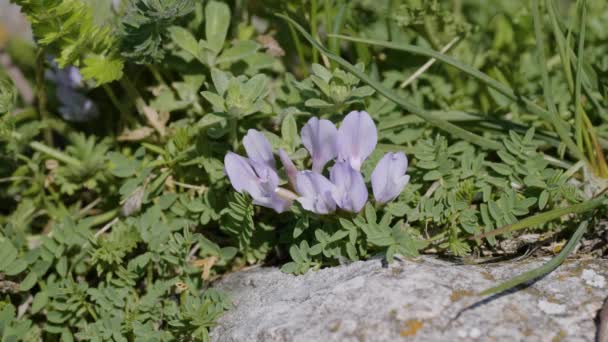 Kuzey Kafkasya Lago Naki Platosu Taşların Arasında Kır Çiçekleri — Stok video