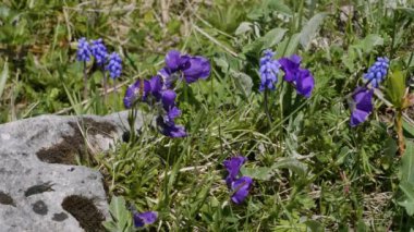 Kuzey Kafkasya. Lago-Naki Platosu. Taşların arasında kır çiçekleri.