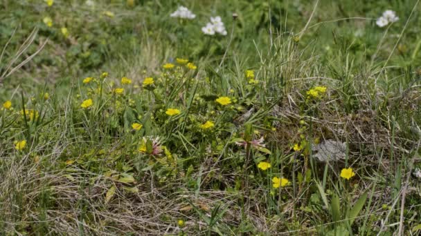 Kuzey Kafkasya Lago Naki Platosu Taşların Arasında Kır Çiçekleri — Stok video