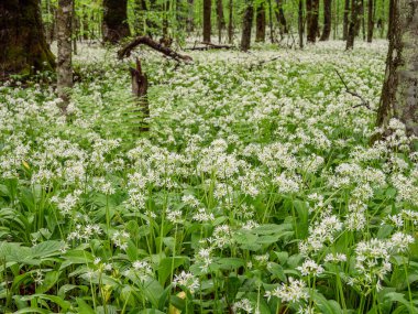 Kafkas dağları, dağ ormanları. Çiçek açan yabani sarımsak çayırı (Allium ursinum).