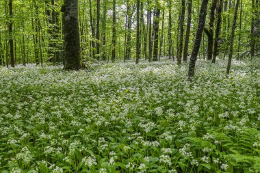 Kafkas dağları, dağ ormanları. Çiçek açan yabani sarımsak çayırı (Allium ursinum).
