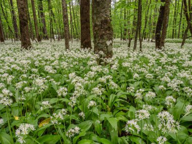 Kafkas dağları, dağ ormanları. Çiçek açan yabani sarımsak çayırı (Allium ursinum).