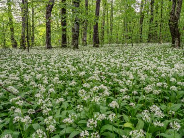 Kafkas dağları, dağ ormanları. Çiçek açan yabani sarımsak çayırı (Allium ursinum).