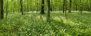 Kafkas dağları, dağ ormanları. Çiçek açan yabani sarımsak çayırı (Allium ursinum).