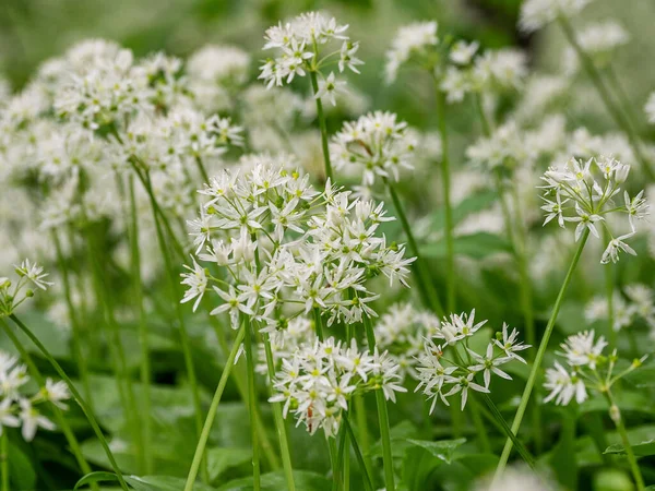 Kaukasiska Berg Bergsskog Äng Blommande Vild Vitlök Allium Ursinum — Stockfoto