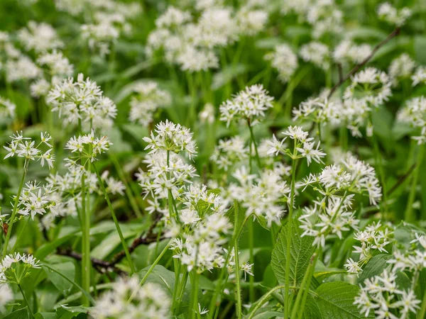 Munţi Caucazieni Pădure Munte Pajiște Usturoi Sălbatic Flori Allium Ursinum — Fotografie, imagine de stoc