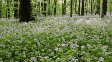 Kafkas dağları, dağ ormanları. Çiçekli yabani sarımsak çayırı (Allium ursinum). Hava görünümü.