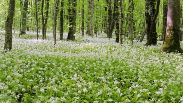 高加索山脉 高山森林 野生大蒜 Allium Ursinum 开花的草场 空中景观 — 图库视频影像