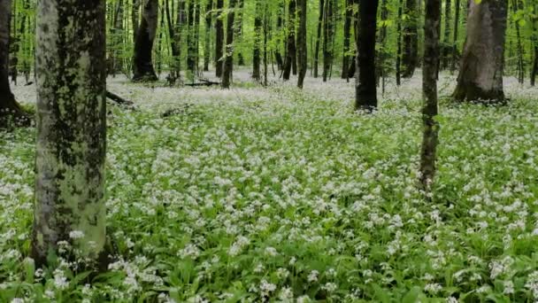 Kaukázusi Hegyek Hegyi Erdő Virágzó Vadhagyma Rét Allium Ursinum Légi — Stock videók