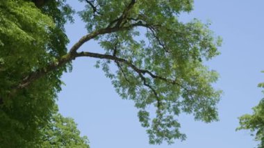 Kafkasya Dağları. Adigeya, Khadzhokhskaya geçidi. Uçurumun kenarında bir ağaç.