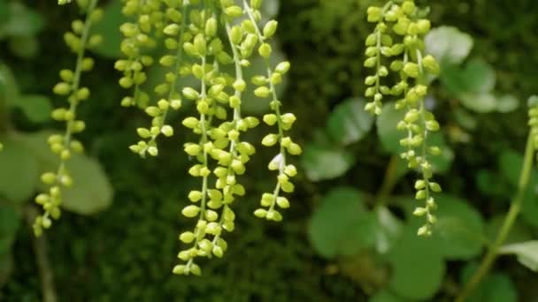 Caucaso Settentrionale Adygea Foresta Subtropicale Una Pietra Ricoperta Muschio Goccia — Video Stock