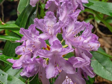 Kafkas Dağları, Adygea. Dağ geçidi Aminovka nehri. Rododendron çiçekleri (Rhododendron ponticum).