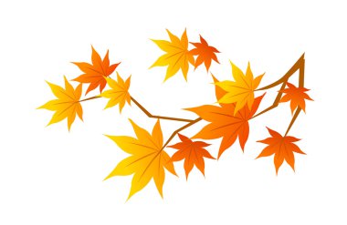 turuncu akçaağaç yaprakları