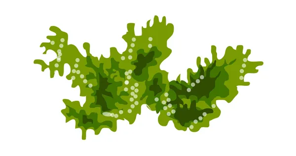 Zöld alga — Stock Vector