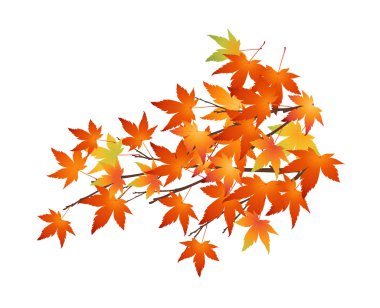 vektör simgesi yaprak