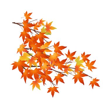 vektör simgesi yaprak