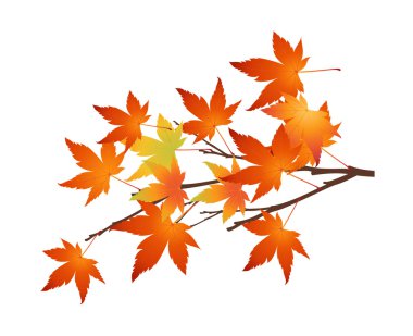 vektör simgesi yaprak