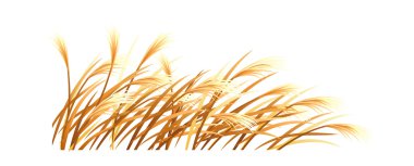 vektör simge reed