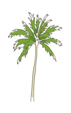 vektör palm