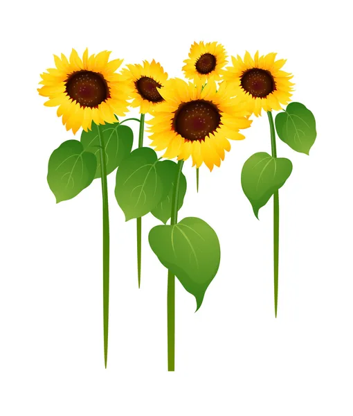 Vector icon sunflower — Stock Vector