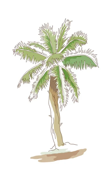 Vector palm — Stockvector