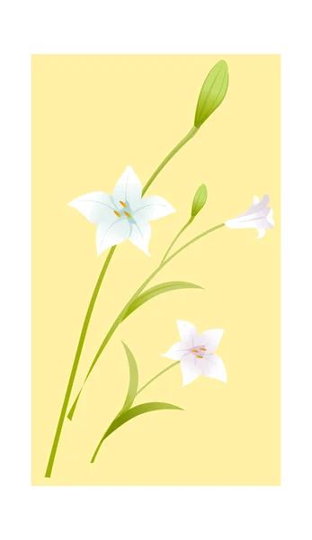 Flor branca — Vetor de Stock