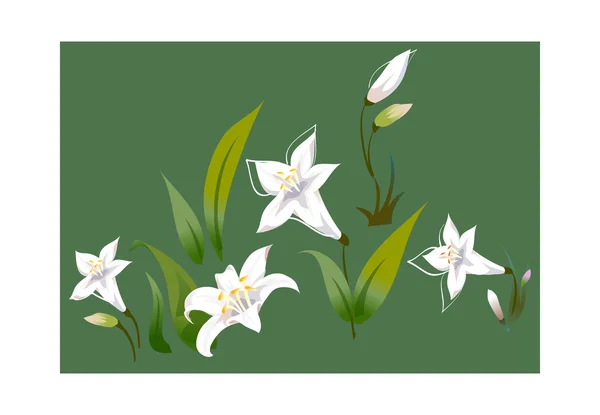 White lilies — Stock Vector