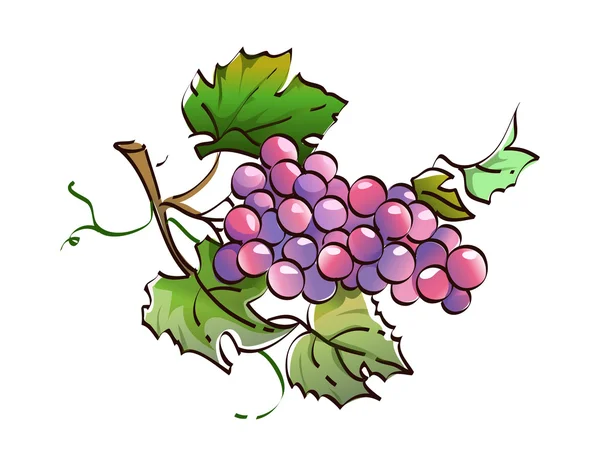 Sprig of grapes — Stock Vector