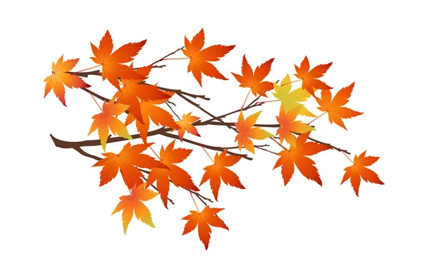 Podzimní zeleň — Stockový vektor