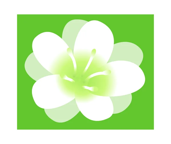 Flor blanca primer plano — Vector de stock