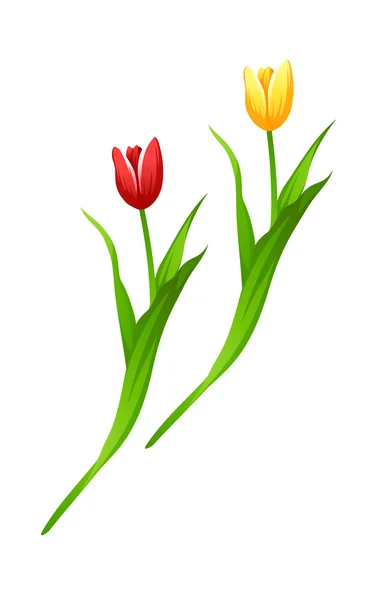 Red and yellow tulips — Stock Vector