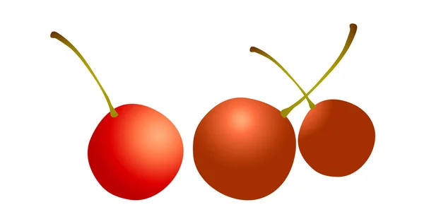 Cerise rouge — Image vectorielle