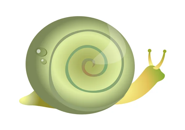 Green snail — Stock Vector
