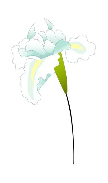 Beyaz çiçek — Stok Vektör