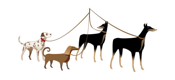 Много собак
