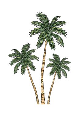 Palmiye ağacı çizimi