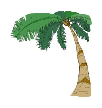 vektör Hindistan cevizi hurma