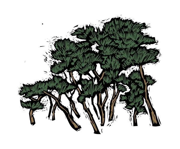 Needleleaf tree. — Stock Vector