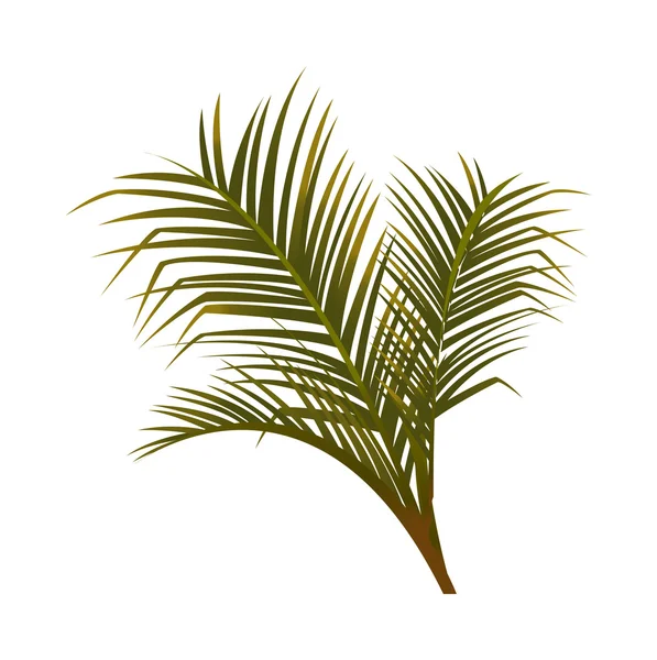 Blätter der Palme — Stockvektor