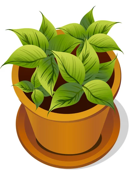 Plant in pot — Stockvector