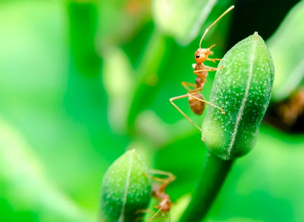 Hormigas trepadoras — Foto de Stock