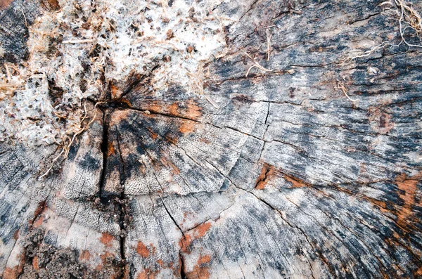 Velha árvore toco madeira fundo — Fotografia de Stock