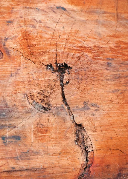 Nahaufnahme von Holz geschnitten Textur — Stockfoto