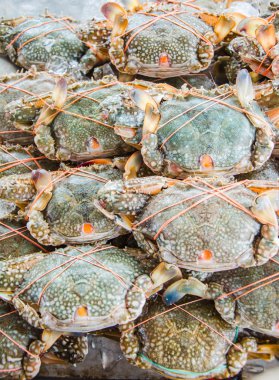 seafood Market canlı taze Yengeç
