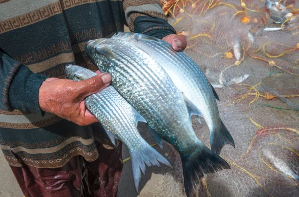 Pescatore tailandese cattura di pesci dal mare — Foto Stock