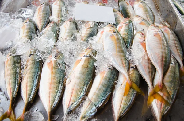 Mnoho čerstvých makrel syrové ryby v trhu s čerstvým ovocem — Stock fotografie