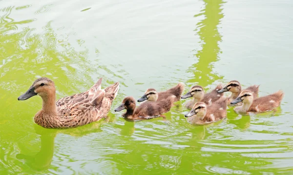 yeşilbaş ördek ve bebek ördek yavrusu